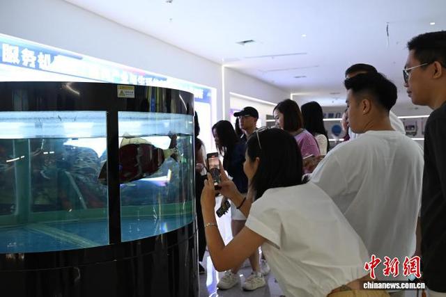 图为9月7日，一款鱼形水下机器人吸引越南游客关注。张旭 摄